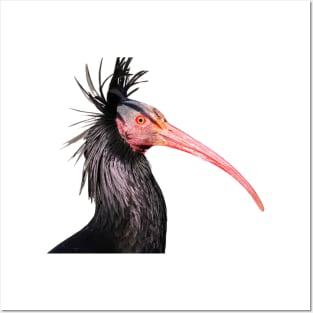 Waldrapp the rarest bird in the world Posters and Art